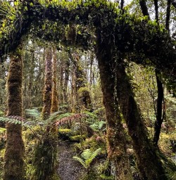 Paparoa forest K24MAR25