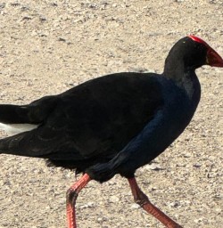 Pukeko MP16MAR26