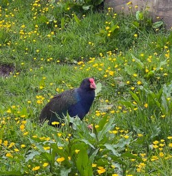 Pukeko in Fiordland National Park MP10NOV25
