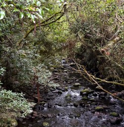 Pureora Forest 03MAR25