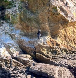 Queen Charlotte Sound bird M17MAR25