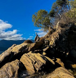 Queen Charlotte Sound birds 03FEB25 2