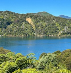 Queen Charlotte Sound forest M17MAR25