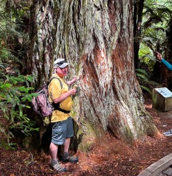 Redwoods Forest 18FEB25