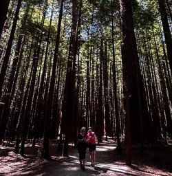 Redwoods Forest 25FEB25