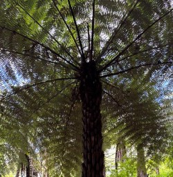 Redwoods Forest Hike 11FEB25