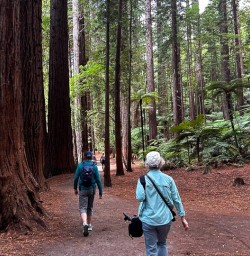 Redwoods Forest hiking 18FEB25