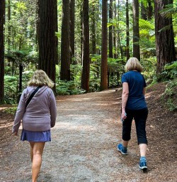 Redwoods Hike Whakarewarewa Forest 11FEB25
