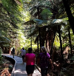 Redwoods Whakarewarewa 25FEB25