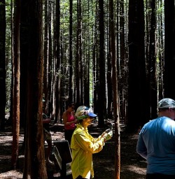 Redwoods Whakarewarewa Forest 04FEB25