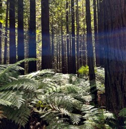 Redwoods Whakarewarewa Forest 11FEB25