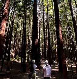 Redwoods Whakarewarewa Forest 25FEB25
