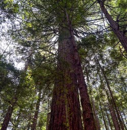 Redwoods hike 04MAR25