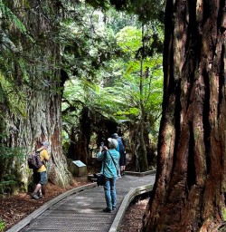 Redwoods in Whakarewarewa Forest 18FEB25