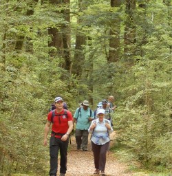 Hiking in Beech Forest