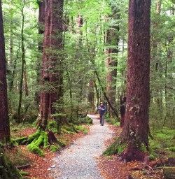 Hiking in Routeburn Track Beech Forest