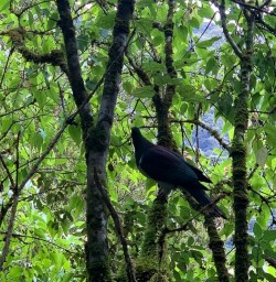 Routeburn Track bird 17FEB25