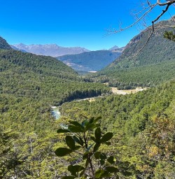 Routeburn Track forest GW23FEB25