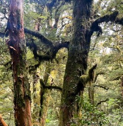 Routeburn Track trees 20JAN25