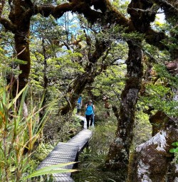 Routeburn Track trees