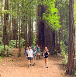 SN Feb Redwoods