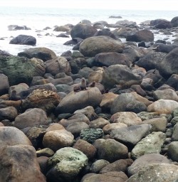 Seal Colony in Martins Bay