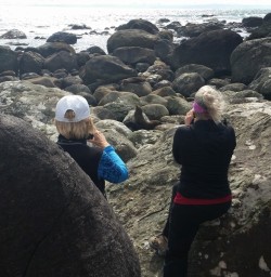Seals amongst the rocks