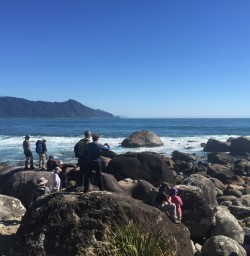 Searching for seals
