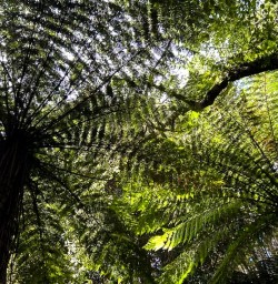 Stewart Island New Zealand GW09JAN25