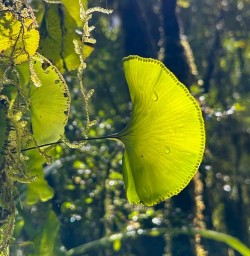 Stewart Island forest GW23FEB25