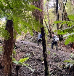Stewart Island guests walking in forest GW25OCT28