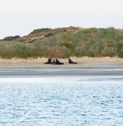 Stewart Island seals 25FEB25