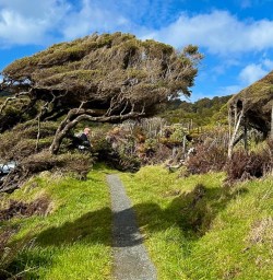 Stewart Island trees GW25OCT27