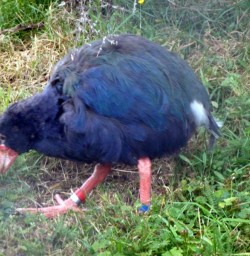 A rare Takahe in Te Anau