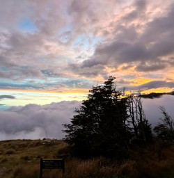 The Bushline Hut 24FEB25