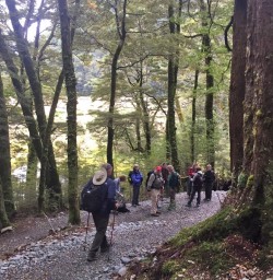 Routeburn Track Forest