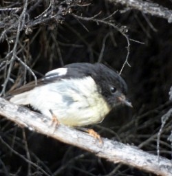 Native Tomtit 