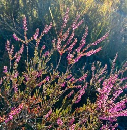Tongariro National Park plants 11FEB25