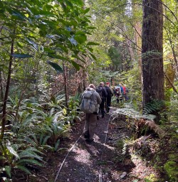 Ulva Island guests walking in forest GW25OCT26