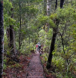 Waiomu Grove 18FEB25