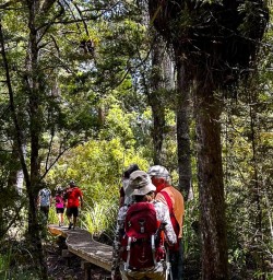 Waiomu Kauri Grove hiking tour 04FEB25