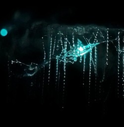 Waitomo glowworm caves GN17NOV25 