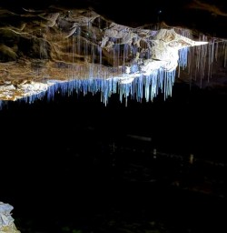 Waitomo limestone Caves 25FEB25