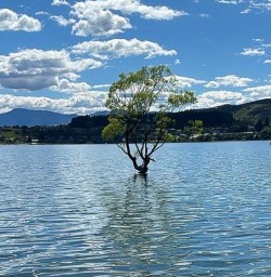 Wanaka Tree MP10NOV25
