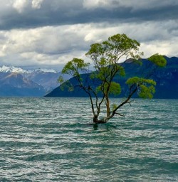 Wanaka Tree RM17NOV25
