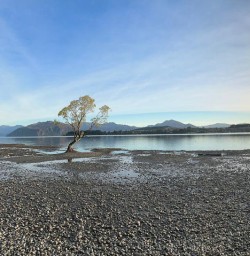 Wanaka tree 03FEB25