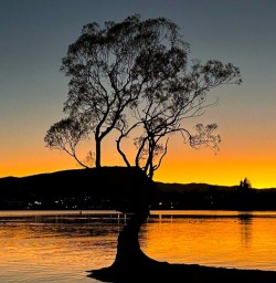 Wanaka tree sunset M10MAR25