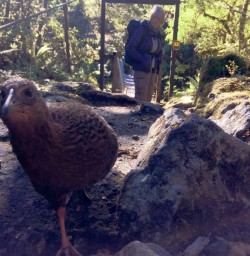 Weka close up