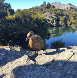 Friendly Weka at Mou Waho