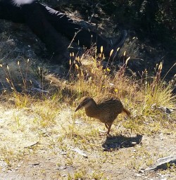 Weka on Mou Waho